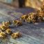 社区生态观察员方晴的头像，专注玩家口碑与社区动态分析